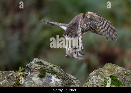 Juvenile Female Sparrowhawk (Accipiter nisus) in flight with freshly caught prey Stock Photo