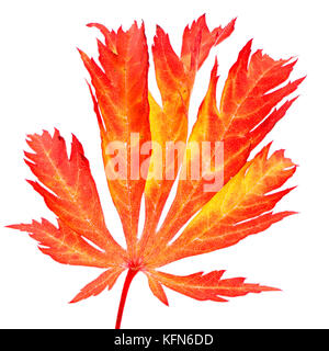 Macro of an isolated red leaf of a japanese maple tree Stock Photo