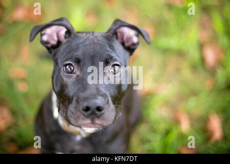 A black mixed breed pit bull type puppy looking up Stock Photo