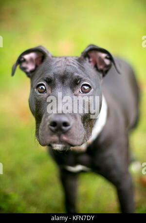 A black Pit Bull Terrier mixed breed puppy Stock Photo