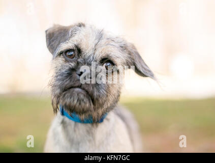 A scruffy Pug / Terrier mixed breed dog Stock Photo