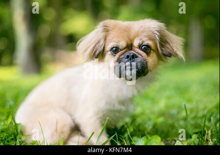 A cute Pekingese mixed breed puppy in the grass Stock Photo