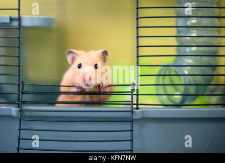 A cute Syrian hamster peeking out of its cage Stock Photo