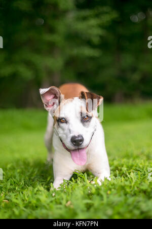 A happy Terrier mixed breed dog in a play bow position Stock Photo