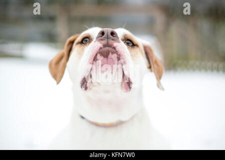 An American Bulldog mixed breed dog looking up outdoors in the snow Stock Photo