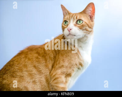 An orange tabby domestic shorthair cat with green eyes, on a blue background Stock Photo