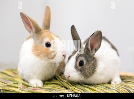 A pair of domesticated Dutch rabbits Stock Photo
