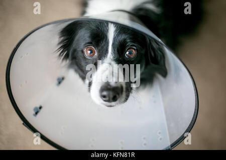 A Border Collie dog wearing a protective Elizabethan collar after surgery Stock Photo