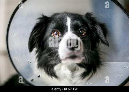 A Border Collie dog wearing a protective Elizabethan collar after surgery Stock Photo