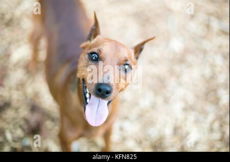 A red Miniature Pinscher dog with cropped ears Stock Photo