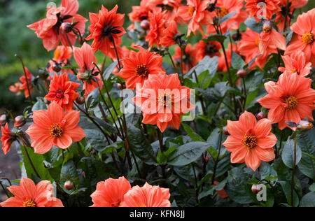 Dahlia Bishop of Llandaff flowers. Stock Photo