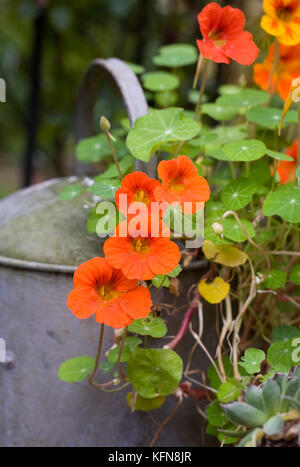 Tropaeolum majus. Nasturtiums scrambling over a vintage watering can in the garden. Stock Photo