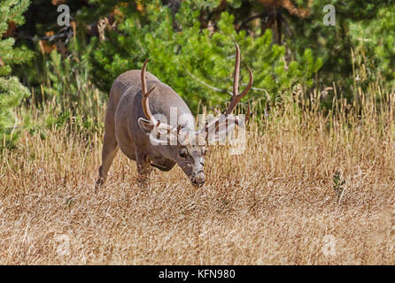 Mule deer (Odocoileus hemionus) is indigenous to western North America Stock Photo