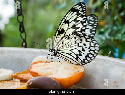white Tree Nymph butterfly feeding on apple in captivity. Stock Photo