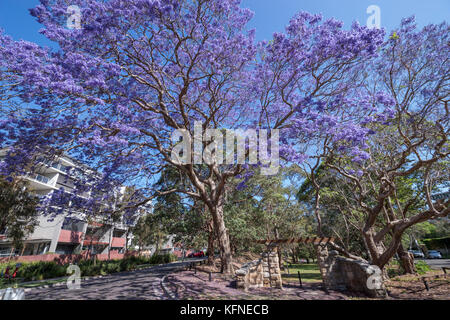 Jacaranda tree at the entrance gate to Newlands Park in St Leonards, Lower North Sydney, Sydney, NSW, Australia Stock Photo