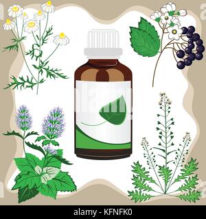 Set medicinal herbs with bottle, vector illustration Stock Vector