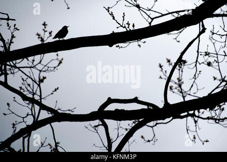 A bird silhouette on a tree branch Stock Photo