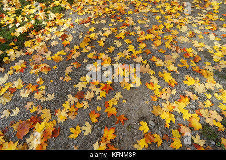 Colorful red and yellow sugar maple tree leaves scattered on the ground in the fall, Vancouver, BC, Canada Stock Photo