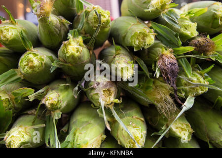 Fresh corn on the cob in husks after harvest Stock Photo