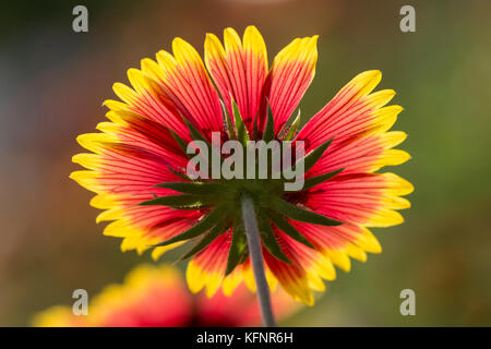 Underside of  beautiful back-lit flower in full blooming, back-lit by sun. Stock Photo