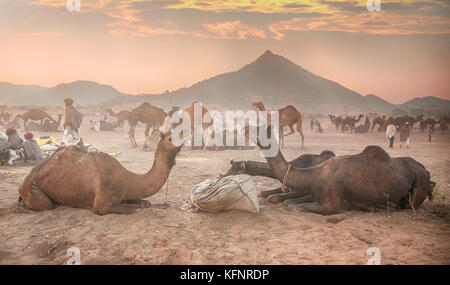 Camels eating breakfast in soft dawn light at the Pushkar Camel Fair in Rajasthan, north India. Stock Photo