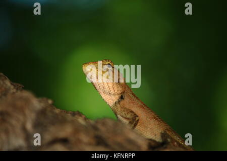 orange lizard on tree branch close up shot. Stock Photo