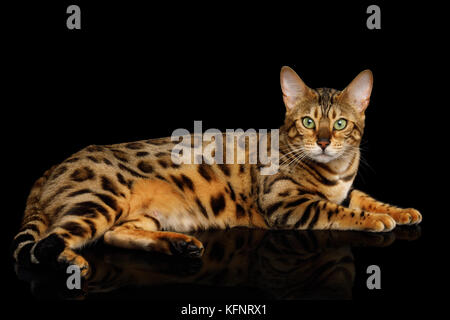 Adorable breed Bengal Cat isolated on Black Background Stock Photo