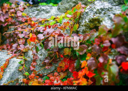Autumn ivy leafs on grey rocks Stock Photo