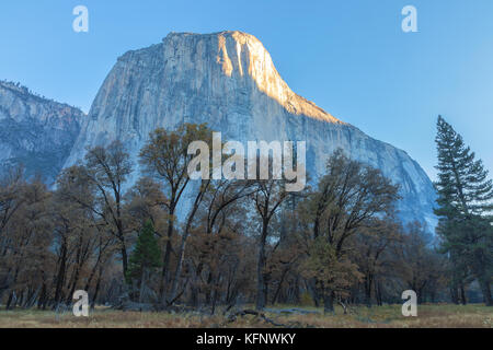 Early morning sun light touch the tip of the El Capitan mountain peak, with the black oaks (Quercus kelloggii) in fall foliage, Yosemite National Park. Stock Photo