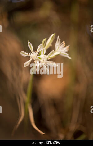 Close up of a flowering Pancratium parviflorum (also Vagaria parviflora) Common name is small flower daffodil. A bulbous genus in the Amaryllidaceae f Stock Photo