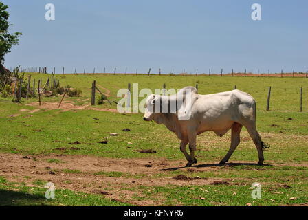 brazilian Nellore cow Stock Photo