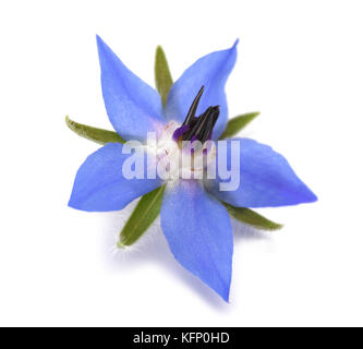 Borage flower isolated on white background Stock Photo