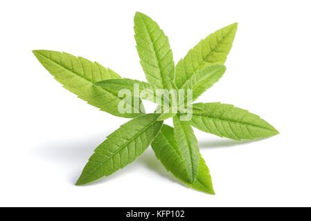 Lemon Verbena sprig (beebrush) isolated on white background Stock Photo