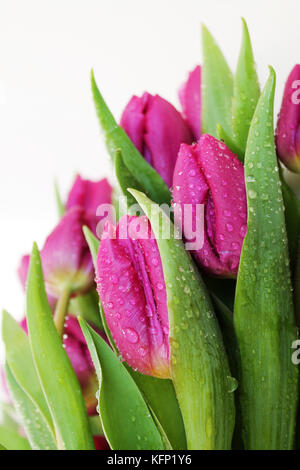 Tulip flowers with drops of dew on white background. Stock Photo