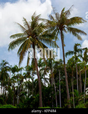 Tropical landscape at Coconut Wells north of Broome , North Western ...