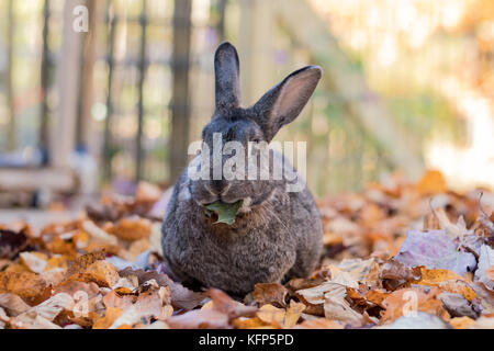 Gray and white domestic bunny rabbit munches on crispy fallen leaves in Autumn Stock Photo
