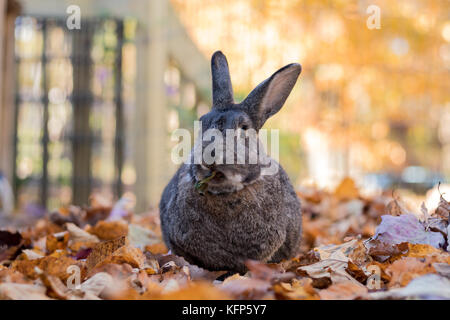 Gray and white domestic bunny rabbit munches on crispy fallen leaves in Autumn Stock Photo