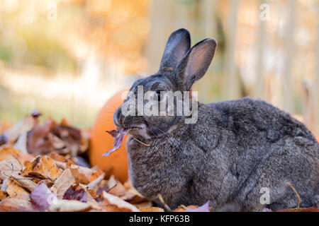 Gray and white domestic bunny rabbit munches on crispy fallen leaves in Autumn Stock Photo