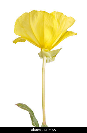 Single bright yellow flower and leaf of Missouri evening primrose (Oenothera macrocarpa) isolated against a white background Stock Photo