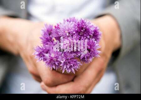 Wild chive flowers foraged on the coast of Smögen in West Sweden. Stock Photo