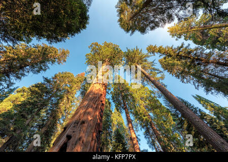 Redwood Trees in Sequoia National Park, California. Stock Photo