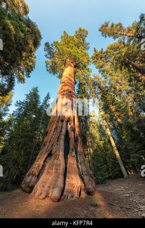 Redwood Trees in Sequoia National Park, California. Stock Photo