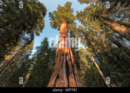 Redwood Trees in Sequoia National Park, California. Stock Photo