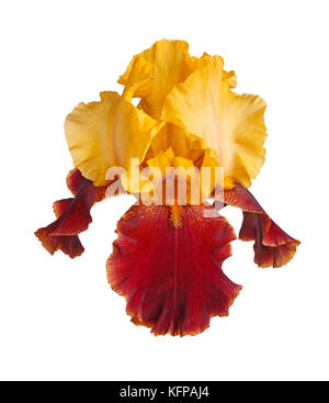 Closeup of a single yellow and burgundy flower of a bearded iris (Iris germanica) isolated against a white background Stock Photo