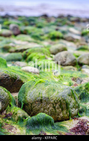 Rocks covered in seaweed by the beach in denmark (Northern Zealand) Stock Photo