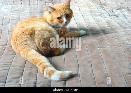 Ginger cat lies on the bed. Stock Photo