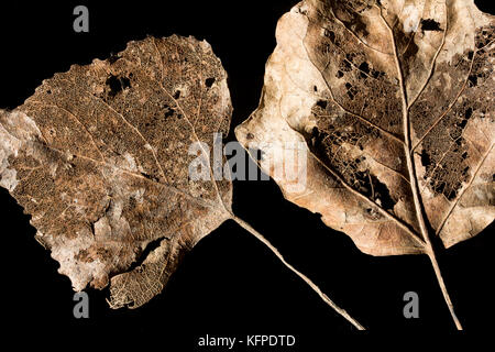 Two decomposed golden skeleton leaves on black background Stock Photo