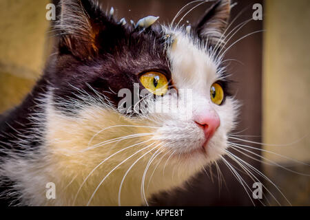 Portrait of black and white cat. Closeup of a curious yellow eyed black and white kitten. Stock Photo