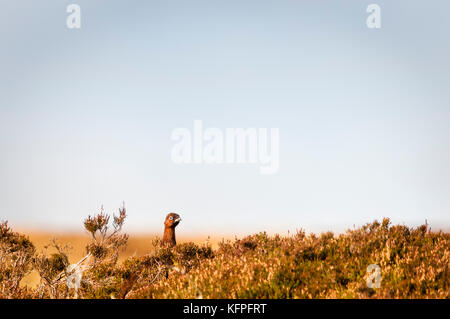 Red Grouse, Lagopus lagopus scotica, peering over the heather, Scotland. Stock Photo