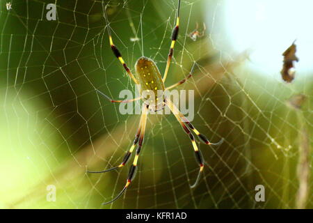 A Golden orb spider or banana spider (Nephila clavipes), waiting in its spiderweb. Tortuguero National Park, Costa Rica. Stock Photo